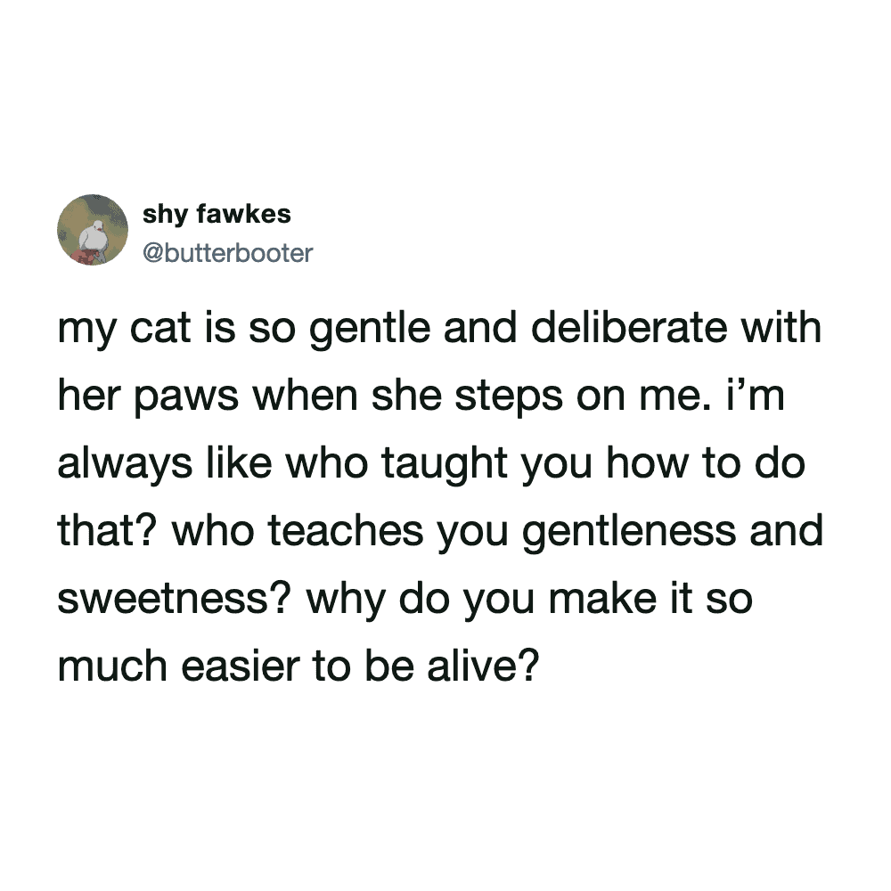 emotional funny cat meme tweet by "shy fawkes" pondering how a cat’s gentle paw-steps and innate sweetness make the burden of being alive so much easier to bear.