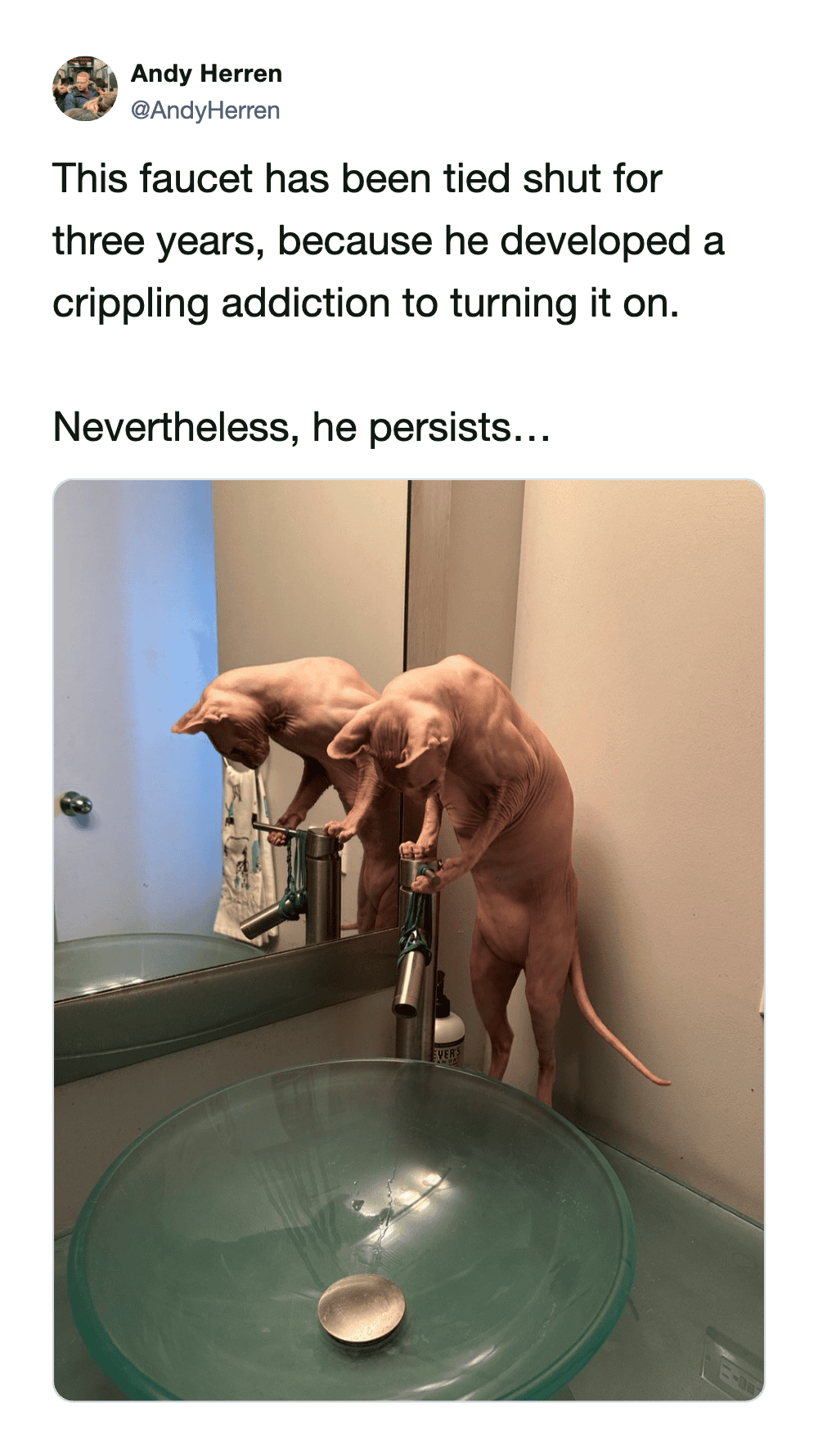 This funny cat meme features a hairless Sphynx cat standing on its hind legs, reaching desperately for a bathroom faucet that has been tied shut with a green cord. The tweet explains the cat has a three-year "addiction" to turning the water on