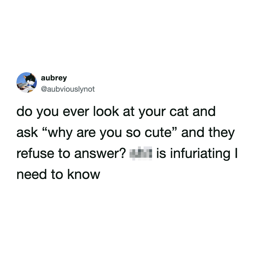 A humorous text tweet acting as a funny cat meme that questions why cats refuse to answer the age-old question, "why are you so cute?" The user claims this silent treatment is "infuriating."