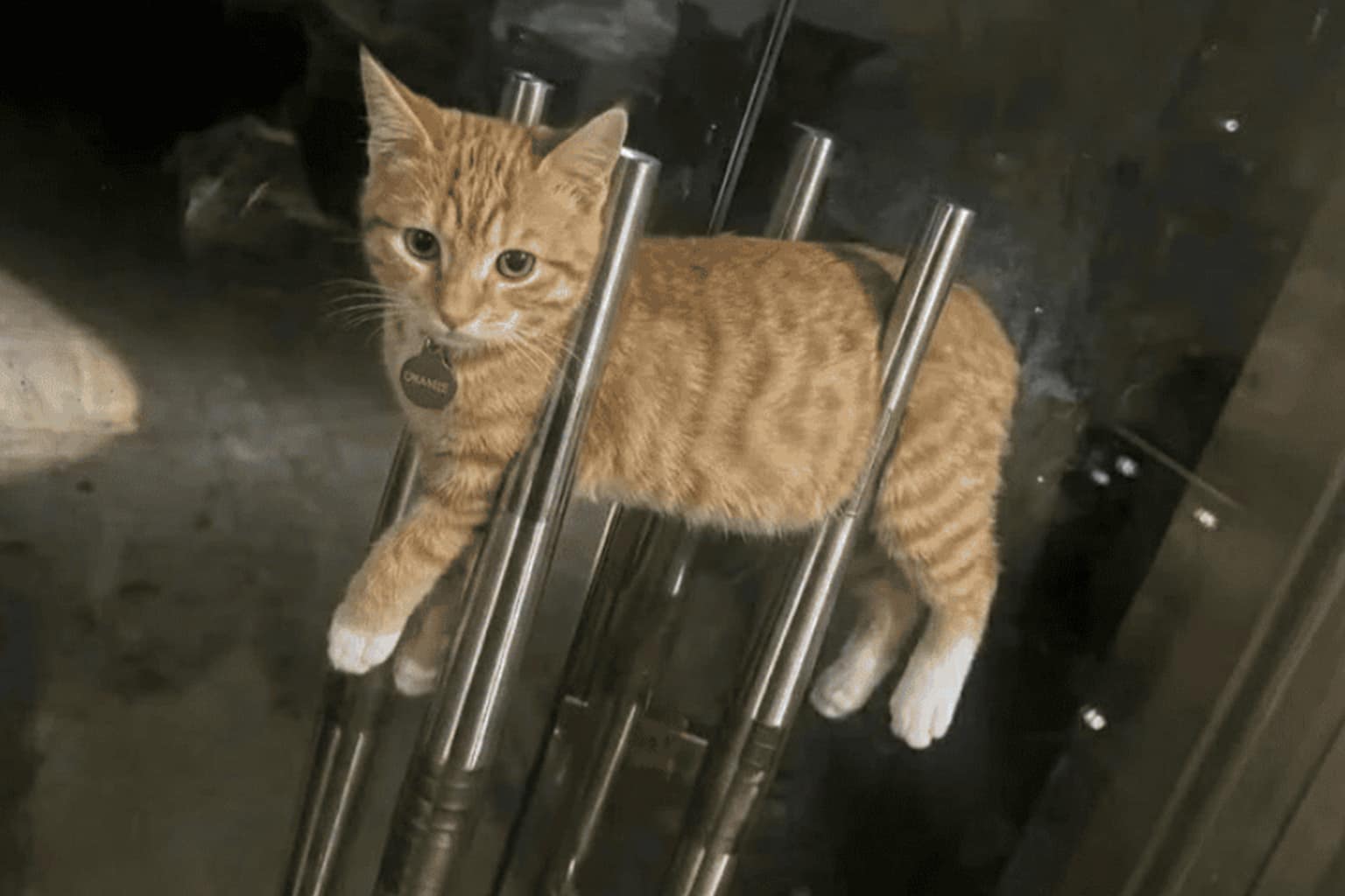 funny cat memes compilation: A collage featuring a rescue kitten that looks like a giant inflated balloon, a hairless Sphynx cat desperately trying to open a tied-shut faucet, and a cat whose massive "radar dish" ears give away that she’s eavesdropping.