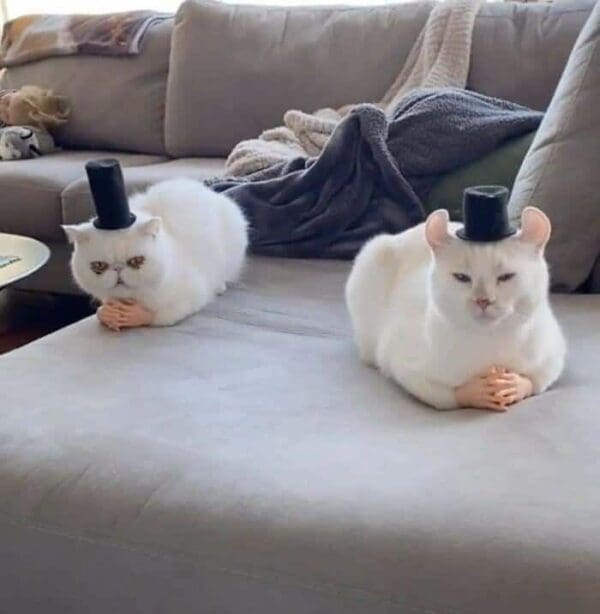 delightfully bizarre entry in funny cat pictures showing two fluffy white felines sitting on a grey couch, hilariously edited to wear tiny black top hats and politely fold tiny human hands.