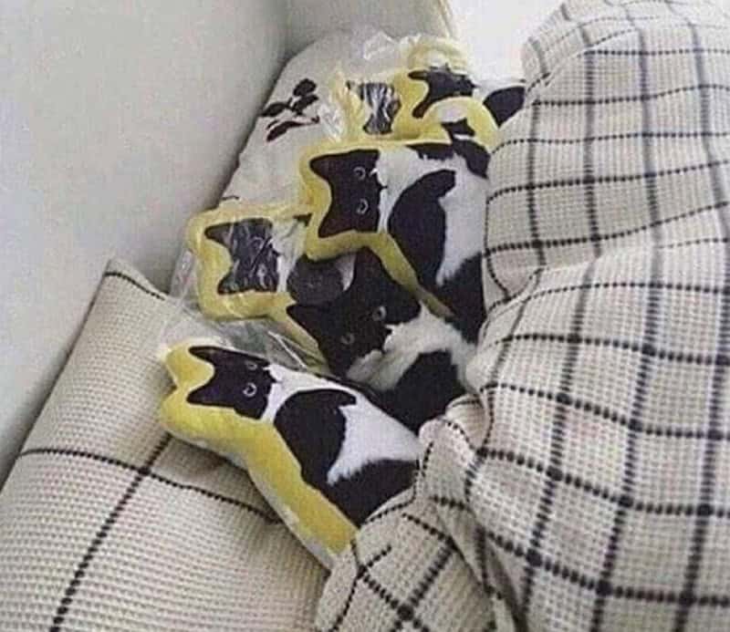 A mind-bending illusion in this set of funny cat pictures showing a real black and white tuxedo cat perfectly blending in while laying among a pile of identical plush pillows shaped exactly like tuxedo cats.