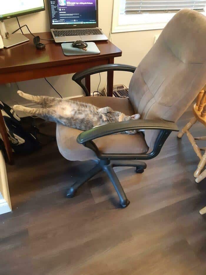 highly relatable workspace struggle in these funny cat pictures featuring a tabby cat stretched completely stiff like a board, bridging the gap between a rolling office chair and a wooden desk.