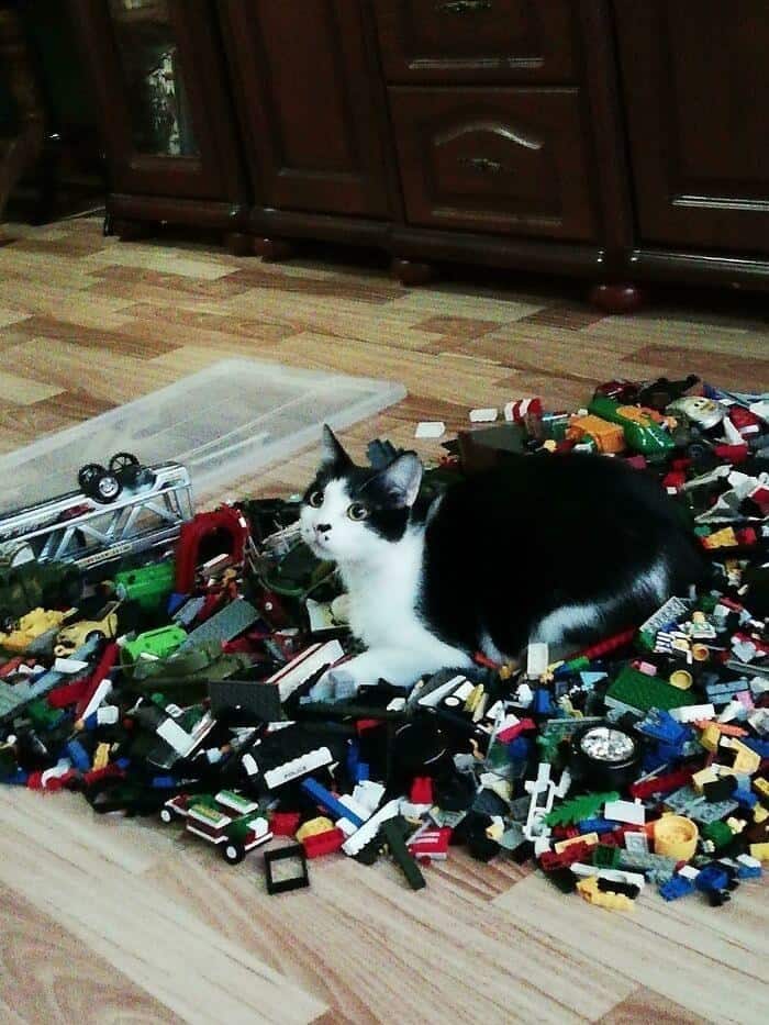 deeply painful looking choice of resting spot in funny cat pictures featuring a black and white tuxedo cat sitting completely unbothered directly on top of a massive, jagged pile of scattered Lego bricks.