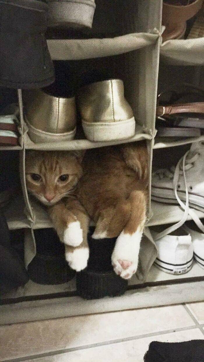 brilliant display of feline logic in these funny cat pictures showing an orange and white cat perfectly folded and crammed into a single square cubby of a hanging fabric shoe organizer.