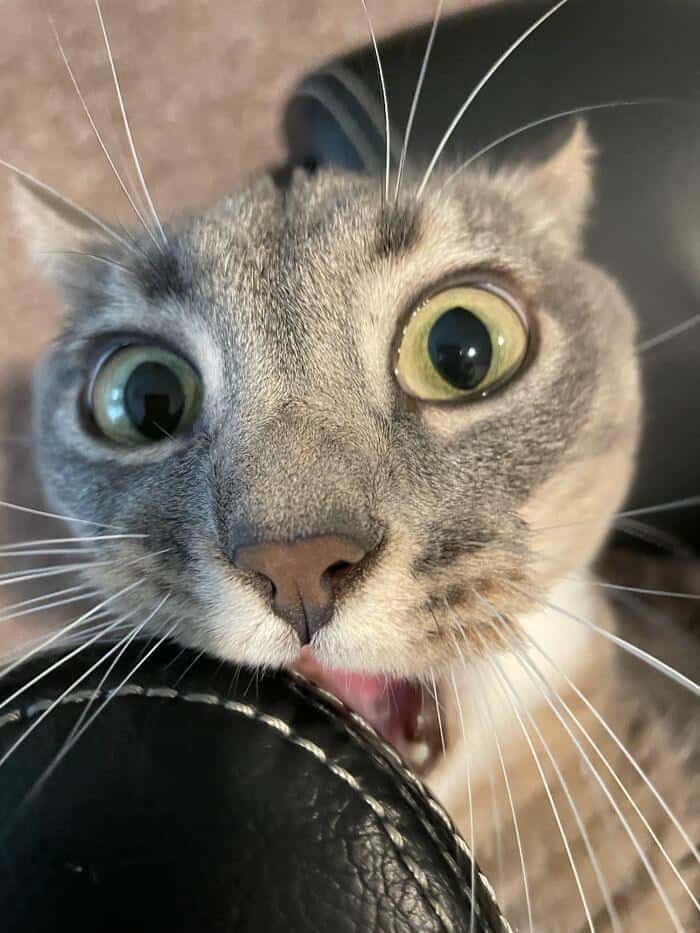 close-up shot in funny cat pictures capturing a grey and white cat with incredibly wide, unblinking eyes aggressively biting down on the corner of a black leather chair.