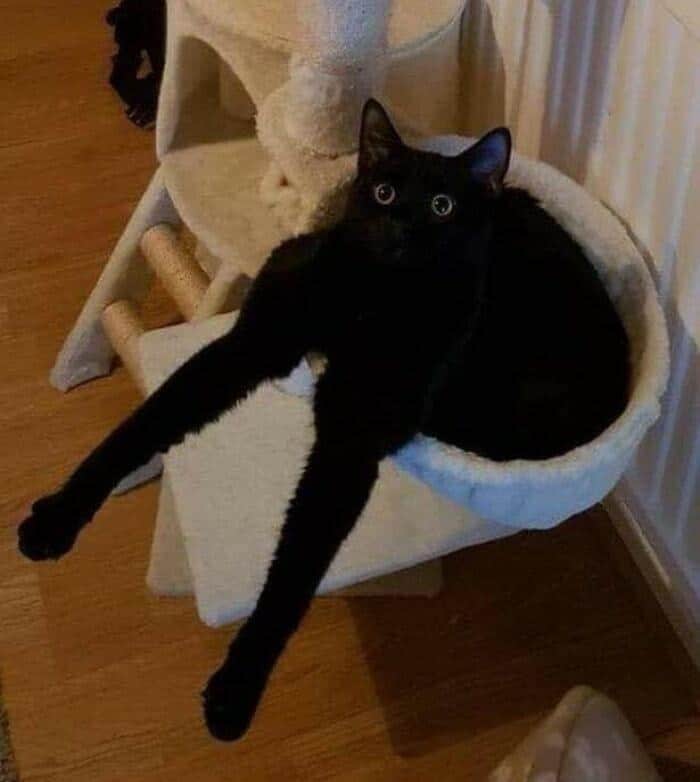 wonderfully awkward pose in this collection of funny cat pictures featuring a black cat sitting inside a fluffy cat tree basket, but with both of its long legs sticking rigidly straight out into the air.