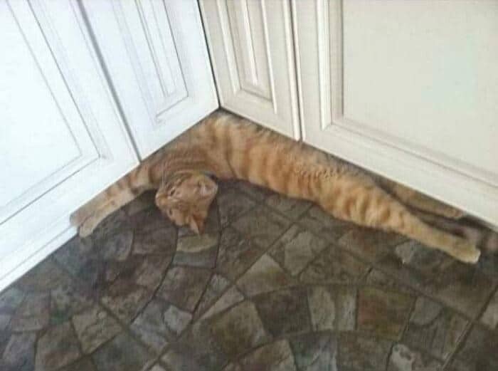 dramatic resting position in funny cat pictures showing an orange tabby sleeping flat on the kitchen floor with its neck bent at a severe ninety-degree angle perfectly against the cabinet baseboards.