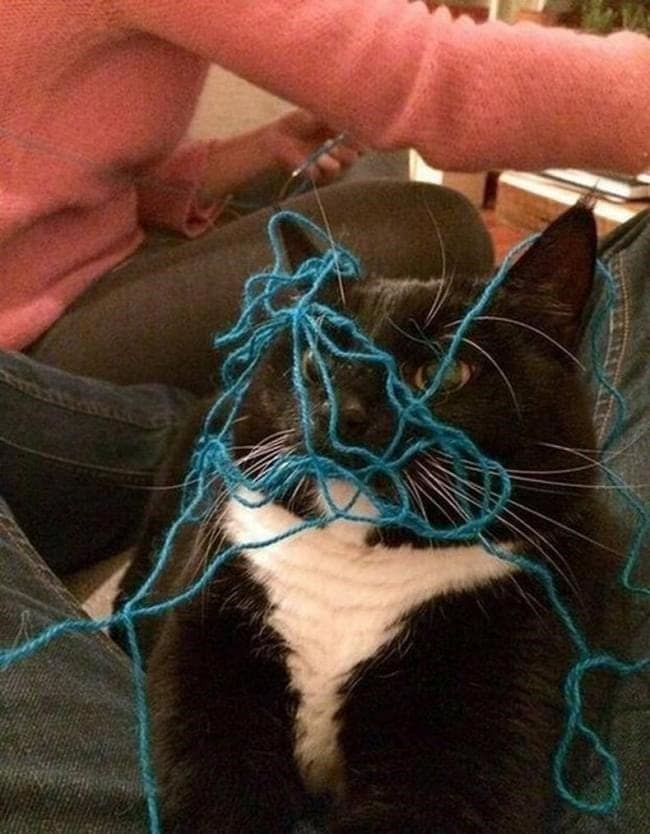 classic chaotic scene in funny cat pictures featuring a black and white tuxedo cat sitting completely tangled in a messy web of blue knitting yarn, staring forward with absolute regret.