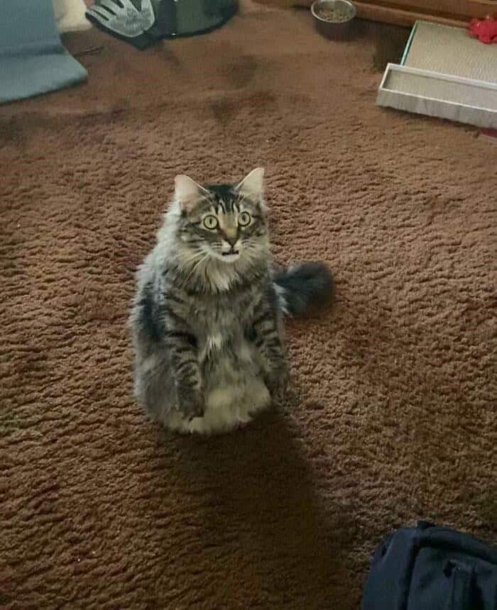 A mind-bending optical illusion in funny cat pictures featuring a very fluffy cat sitting upright on a brown carpet in a way that makes its lower half completely disappear, looking exactly like a hovering torso.