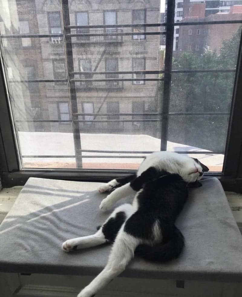 liquid example of funny cat pictures showing a black and white cat deeply asleep on a window sill pad, with its head thrown so far backwards it looks completely broken.