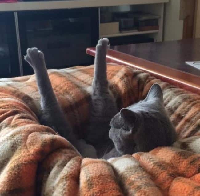 hilarious sleeping pose in this gallery of funny cat pictures featuring a grey cat tucked into a cozy, blanket-filled pet bed with both of its back legs sticking completely straight up into the air.