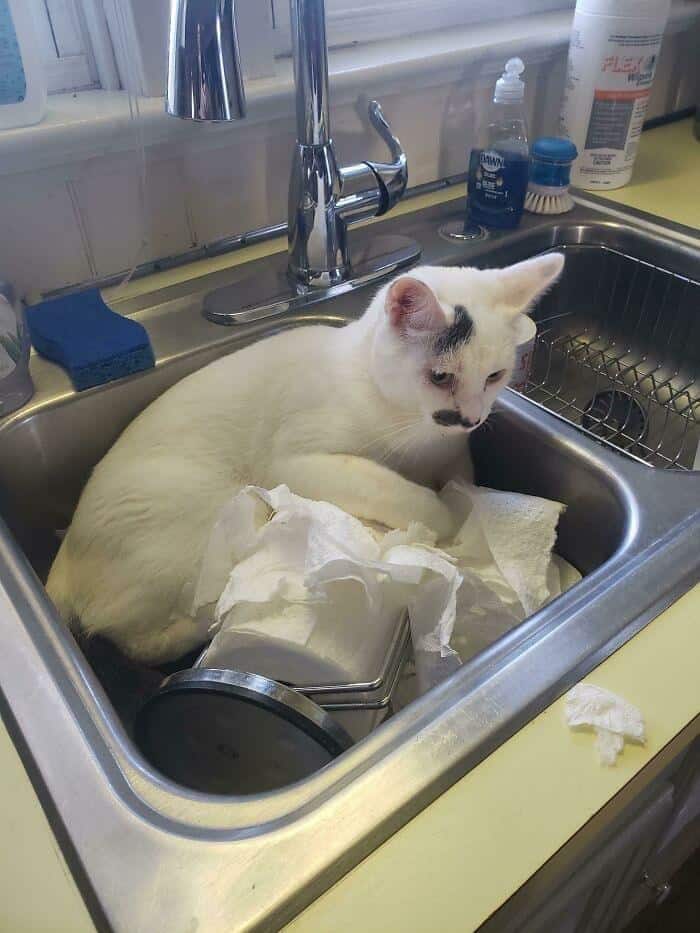 An unapologetic display of feline behavior in these funny cat pictures showing a white cat with a tiny black mustache mark calmly sitting directly on top of a ruined roll of paper towels inside a kitchen sink.