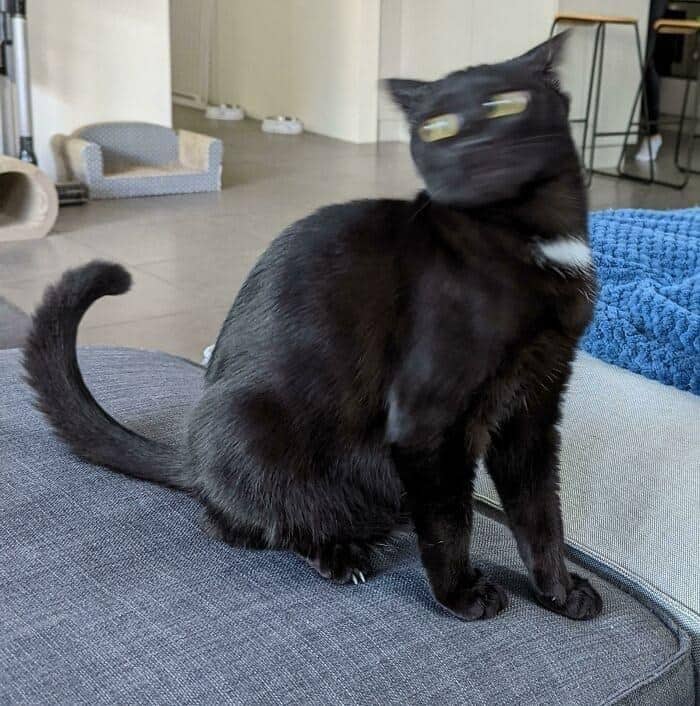 wildly distorted snapshot in this collection of funny cat pictures capturing a black cat rapidly shaking its head, turning its face and glowing green eyes into a hilarious, unidentifiable blur.