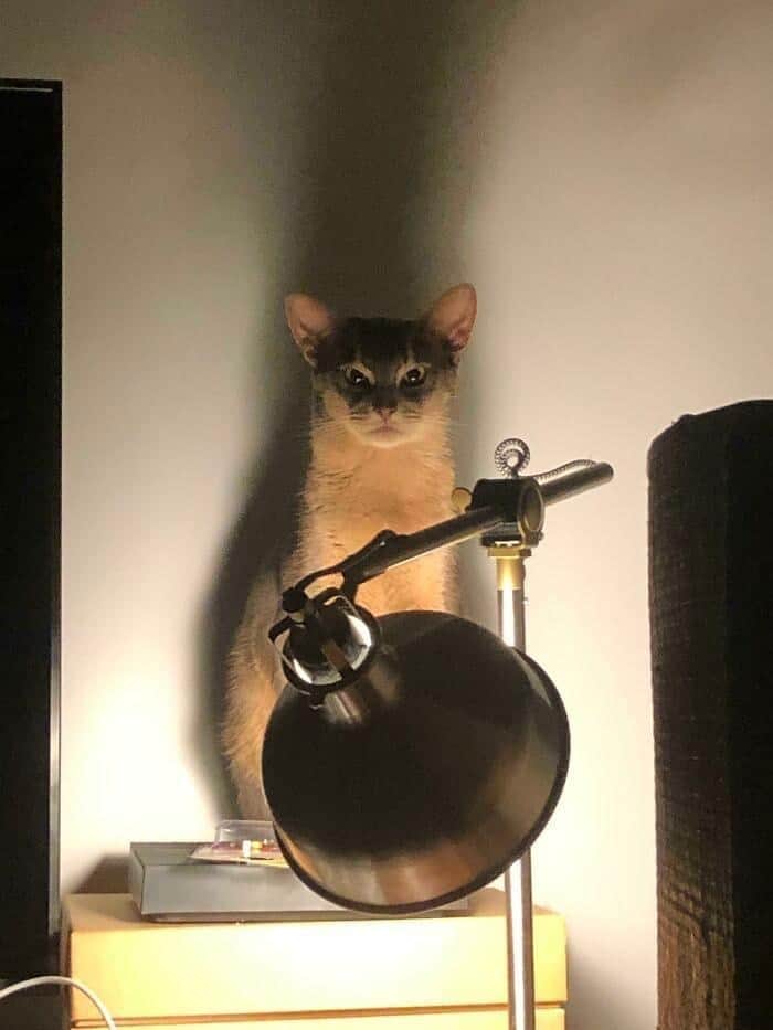 deeply ominous and cinematic entry in funny cat pictures showing a feline sitting directly behind an upward-facing desk lamp, casting a massive, terrifying pillar-like shadow onto the wall.