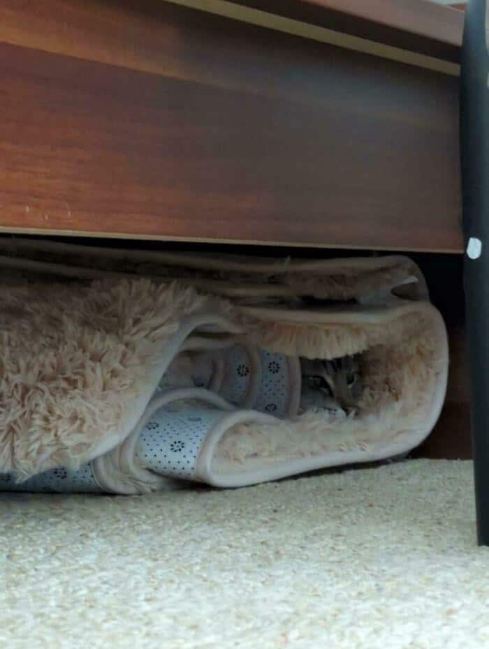 display of camouflage in these funny cat pictures showing a sneaky tabby perfectly squished and hiding deep inside the folds of a rolled-up plush rug under a wooden bed frame.
