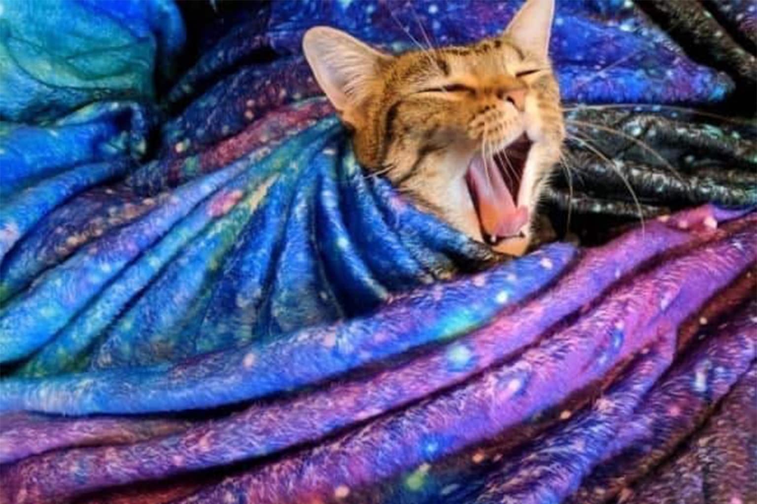 funny cat pictures compilation: A collage featuring a real tuxedo cat perfectly blending into a pile of matching cat-shaped pillows, a feline sitting entirely unbothered on a massive pile of jagged Lego bricks, and a black cat lounging in a basket with both legs sticking completely straight out.