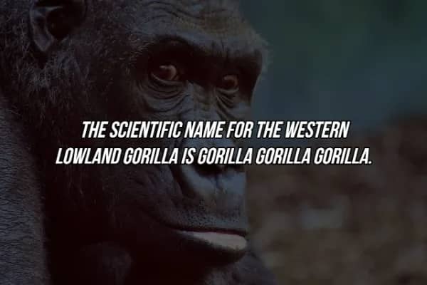 Taxonomy meme showing the repetitive scientific name for the western lowland gorilla species.