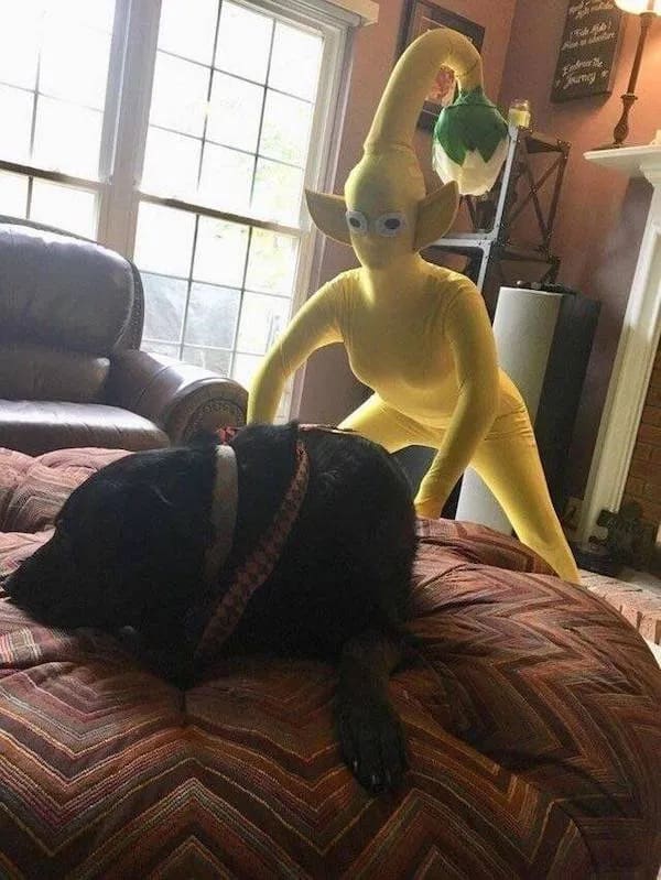 Hilariously creepy image of a person in a Yellow Pikmin costume looming over a dog.