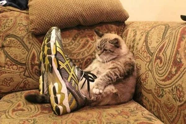 Humorously edited photo of a cat sitting on a couch wearing a giant sneaker on its leg.