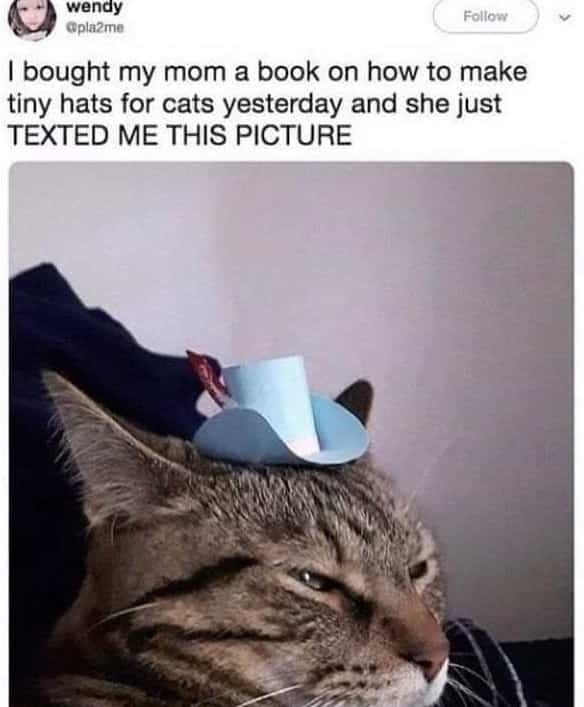 A grumpy tabby cat wearing a tiny handmade blue cowboy hat on its head.