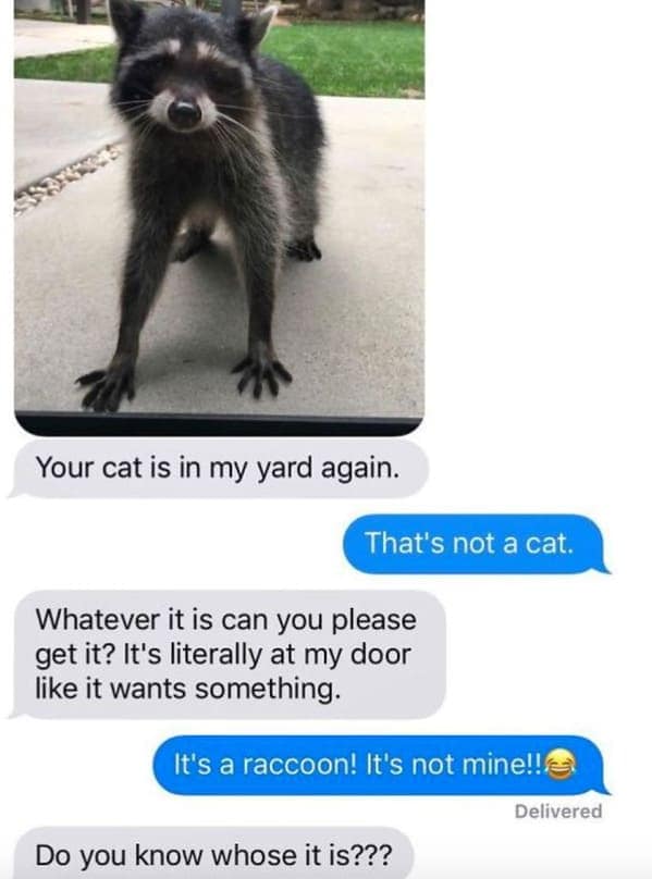 hilarious text exchange featuring a photo of a confused raccoon. A neighbor insists "your cat is in my yard again" and asks the owner to come get it because "it wants something," completely oblivious to the fact that it is a wild animal.
