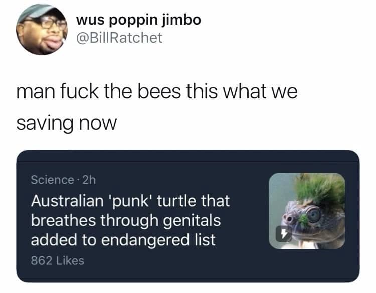 Funny post about protecting the Australian punk turtle that breathes through its genitals instead of bees.