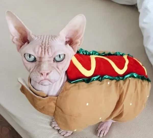 Grumpy-looking hairless Sphynx cat dressed in a plush hot dog costume with mustard and relish.