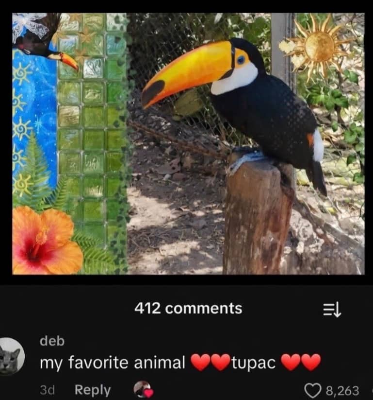 Toucan bird on log with viral TikTok comment calling it "Tupac"