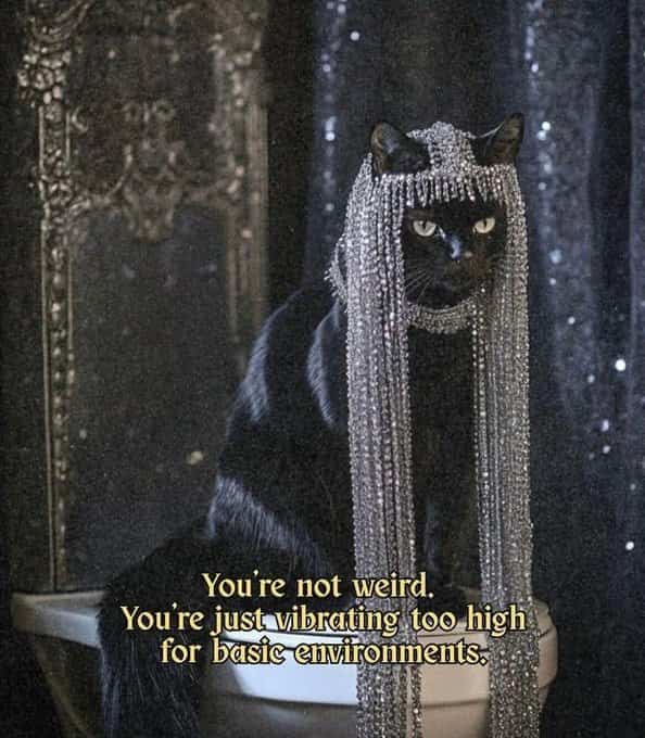 Black cat wearing a shimmering rhinestone headpiece sitting on a toilet with motivational text.