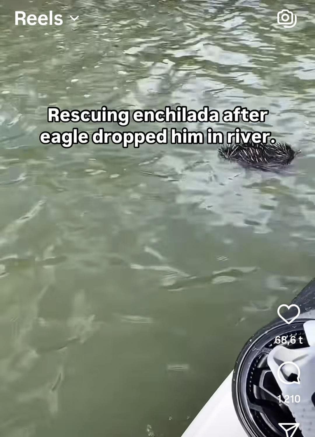 social media video caption that turns a nature rescue into a funny spelling mistake, claiming to be "rescuing enchilada" from a river when the animal pictured is actually an "echidna."