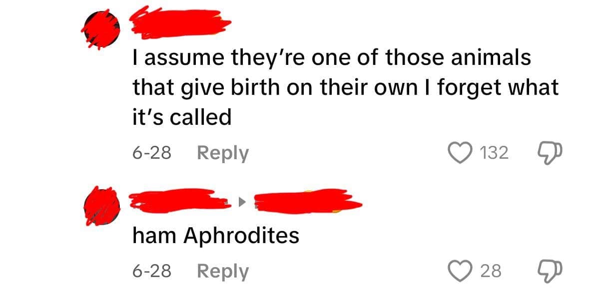 TikTok comment section featuring a chaotic funny spelling fail where a user tries to identify a biological term but calls the animals "ham Aphrodites" instead of "hermaphrodites."
