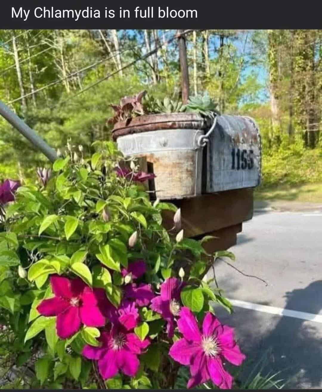 beautiful mailbox planter filled with bright purple flowers, captioned with a legendary funny spelling mistake: "My Chlamydia is in full bloom," confusing the flower "Clematis" with the medical condition.