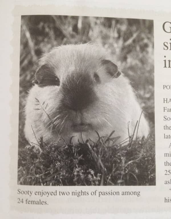 Black and white textbook photo of a guinea pig named Sooty who enjoyed nights of passion.