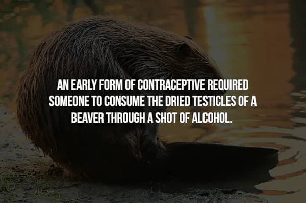 Fact slide describing an early contraceptive involving consuming dried beaver testicles with alcohol.