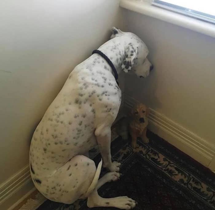 Large white spotted Great Dane huddling in a corner with a guilty expression.