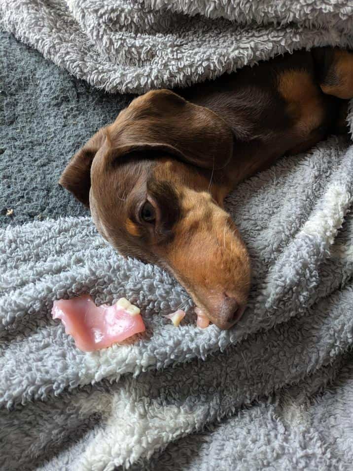 Small dachshund lying on a grey blanket next to a set of chewed dentures.