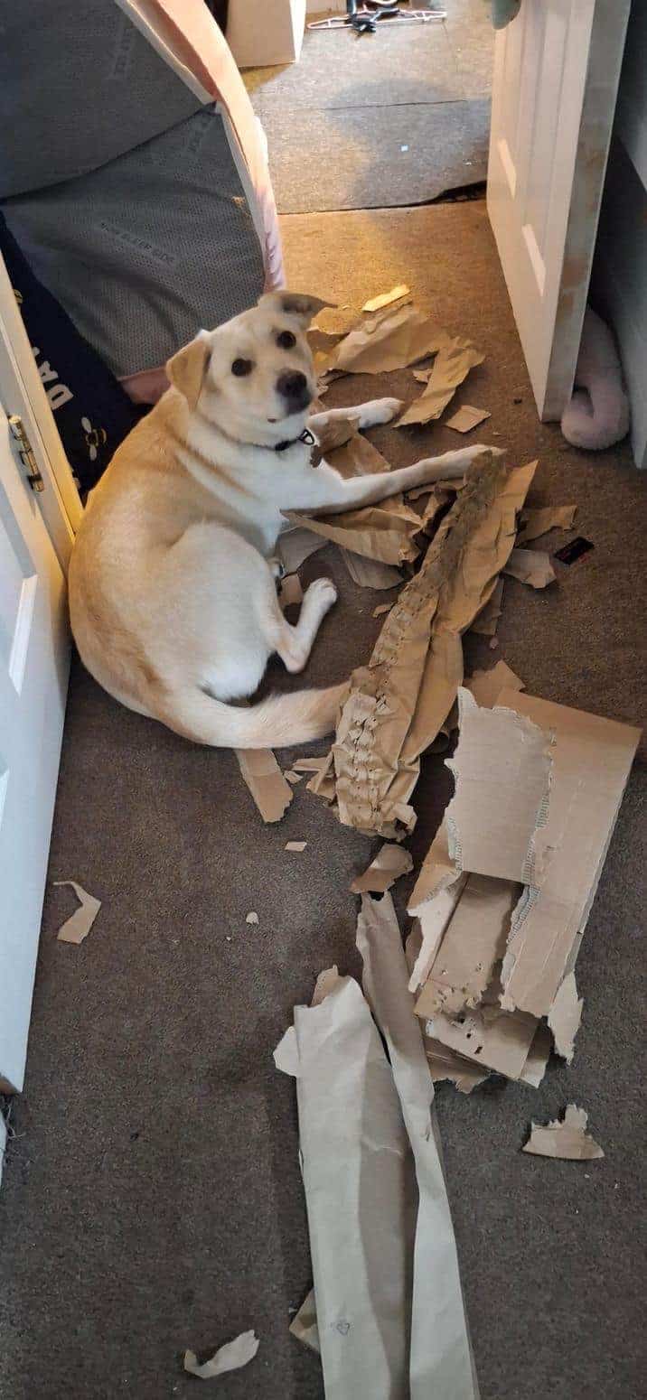 Light-colored dog lying amidst shredded brown packing paper on a carpeted floor.