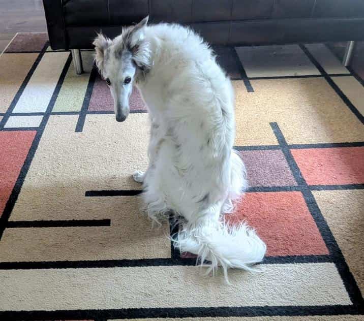Long-haired white Borzoi dog sitting on a patterned rug looking down sheepishly.