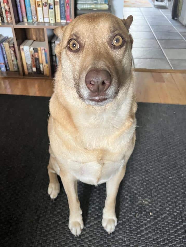 Close-up of a tan dog with wide eyes sitting in front of a bookshelf.