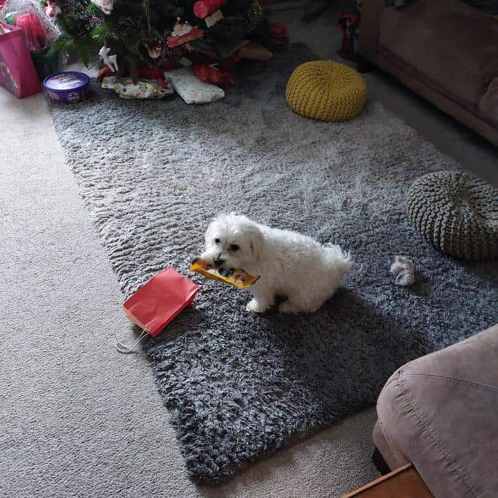Small white fluffy dog carrying a yellow package in its mouth near a Christmas tree.
