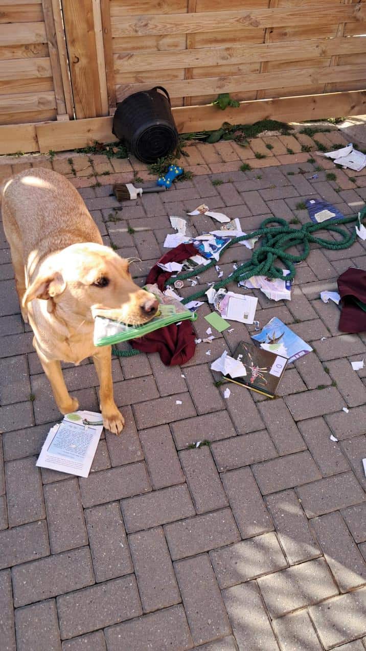 Tan dog holding a green object in its mouth standing over shredded paper outdoors.