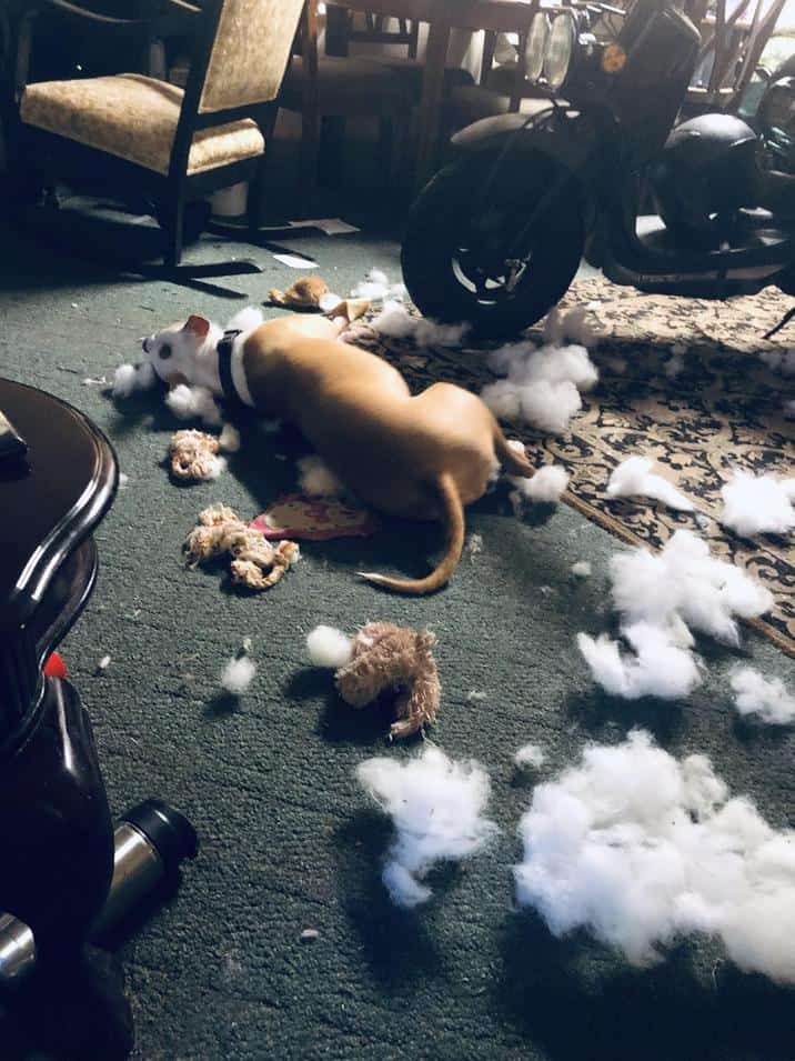 Brown dog lying on a rug surrounded by white stuffing from a destroyed toy.
