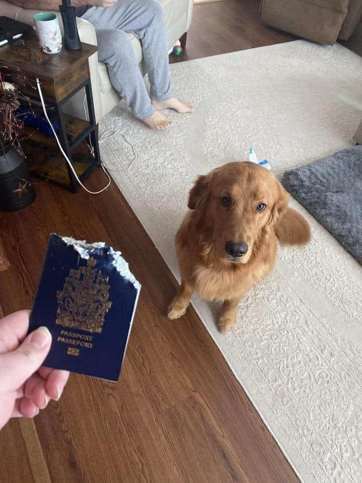 Golden Retriever looking up sadly at a hand holding a chewed blue passport.