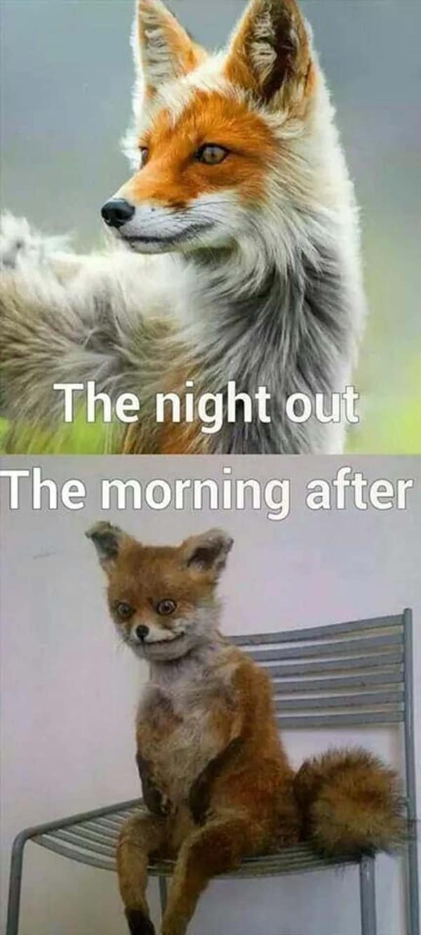 A majestic wild fox compared to a terrifyingly ragged taxidermy fox perfectly maps the physical descent from the "night out" to "the morning after" in this chaotic hangover meme.