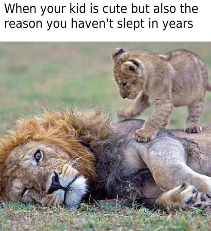 A relatable parenting lion meme showing an exhausted male lion lying flat on the ground while a tiny cub climbs on his back, perfectly capturing the sleep deprivation of raising kids among funny memes about lions.