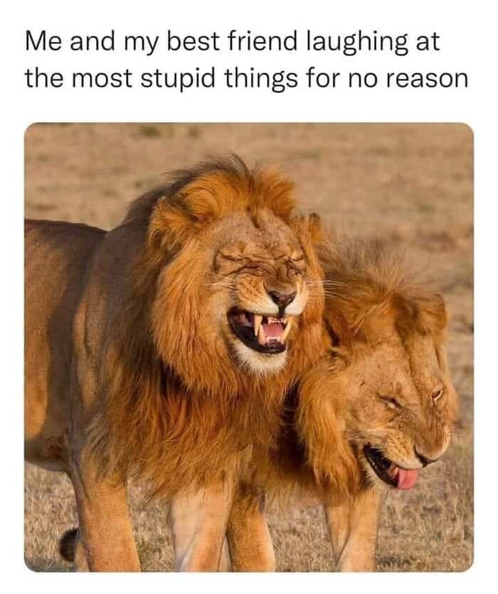 Two male lions appearing to laugh hysterically together with their eyes closed in a wholesome lion meme about cracking up with your best friend over absolutely nothing, a top-tier post in memes about lions.