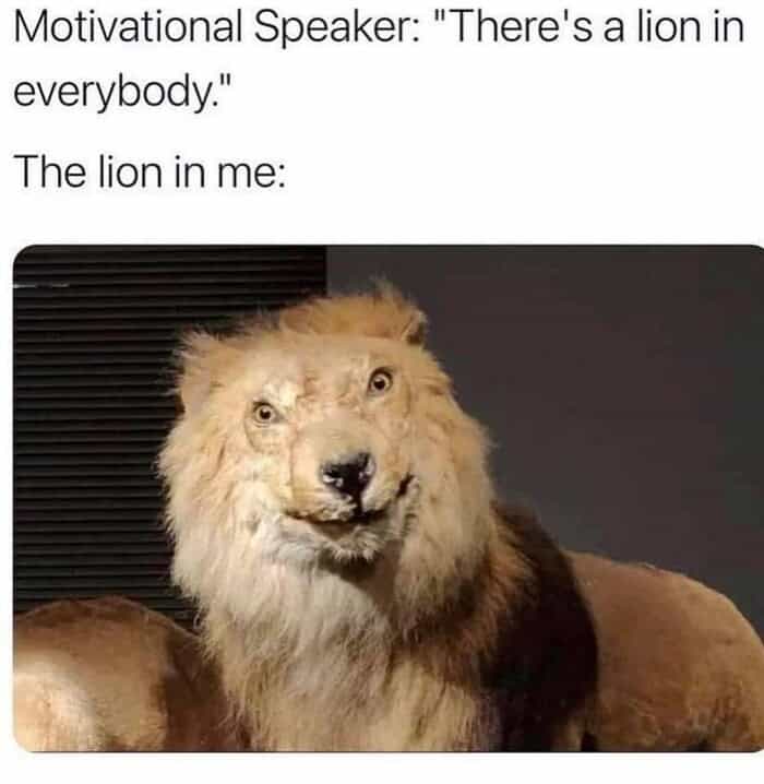 A hilarious lion meme featuring a deeply derpy taxidermy lion to represent the pathetic inner beast when a motivational speaker tells you there is a lion inside everyone, a classic joke in memes about lions.