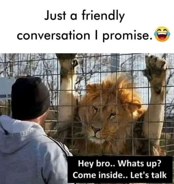 terrifying lion meme showing a massive predator standing against a zoo fence, jokingly asking a man to come inside for a friendly conversation, a darkly funny entry in memes about lions.