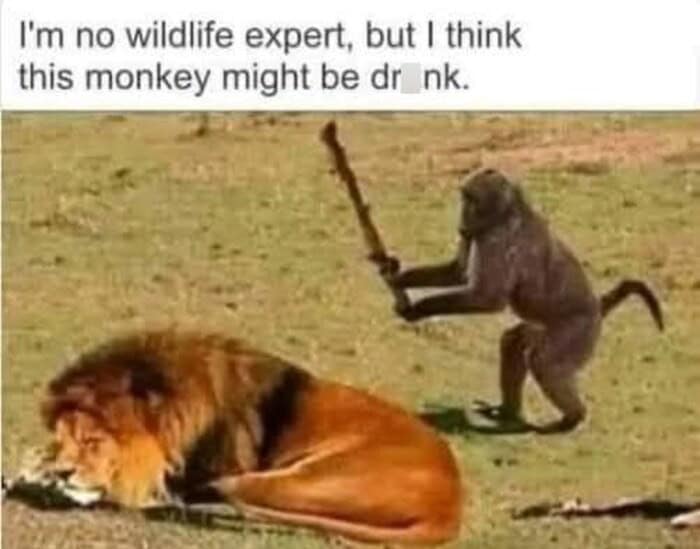 A hilarious lion meme showing a baboon armed with a massive wooden stick sneaking up behind a resting predator, with a caption suggesting the monkey must be intoxicated to make such a terrible decision in these memes about lions.